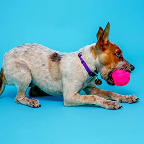 Squeak Ball Dog Toy Pack Durable Natural Rubber Bacon Scented Fetch Chew - Picture 5 of 7